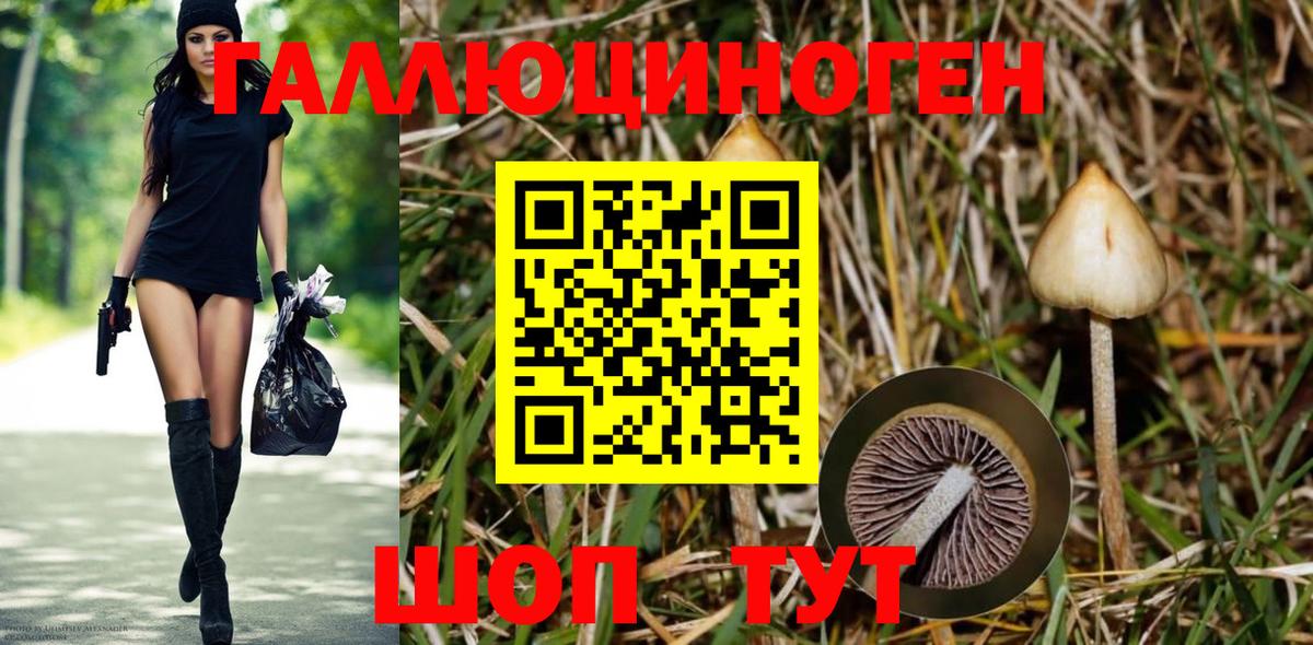 Псилоцибиновые грибы MAGIC MUSHROOMS Калининград